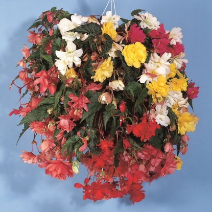 Picture of Begonia - Illumination Mixed F1